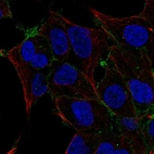 Immunofluorescent staining of human cell line HEK 293 shows localization to plasma membrane.