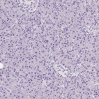 Immunohistochemical staining of human pancreas shows no positivity in exocrine glandular cells as expected.