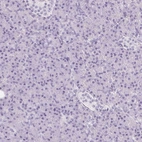 Immunohistochemical staining of human pancreas shows no positivity in exocrine glandular cells as expected.