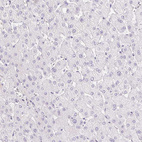 Anti-GFAP Antibody