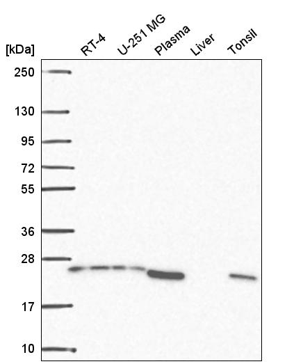 Anti-BRICD5 Antibody