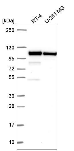 Anti-CTNNA1 Antibody