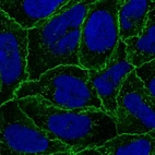 Immunofluorescent staining of human cell line CACO-2 shows localization to plasma membrane & cell junctions.