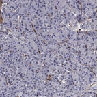 Immunohistochemical staining of human pancreas shows low expression as expected.