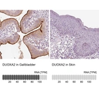 Anti-DUOXA2 Antibody