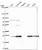 Anti-PRDX3 Antibody