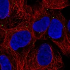 Immunofluorescent staining of human cell line HEK293 shows localization to vesicles.