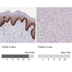 Anti-ITGA2 Antibody