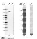 Western blot analysis in human cell lines A-431 and HeLa using Anti-ITGA2 antibody. Corresponding ITGA2 RNA-seq data are presented for the same cell lines. Loading control: Anti-PPIB.