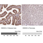 Anti-HMGN3 Antibody