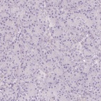 Immunohistochemical staining of human pancreas shows low expression as expected.