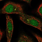 Anti-ARL3 Antibody