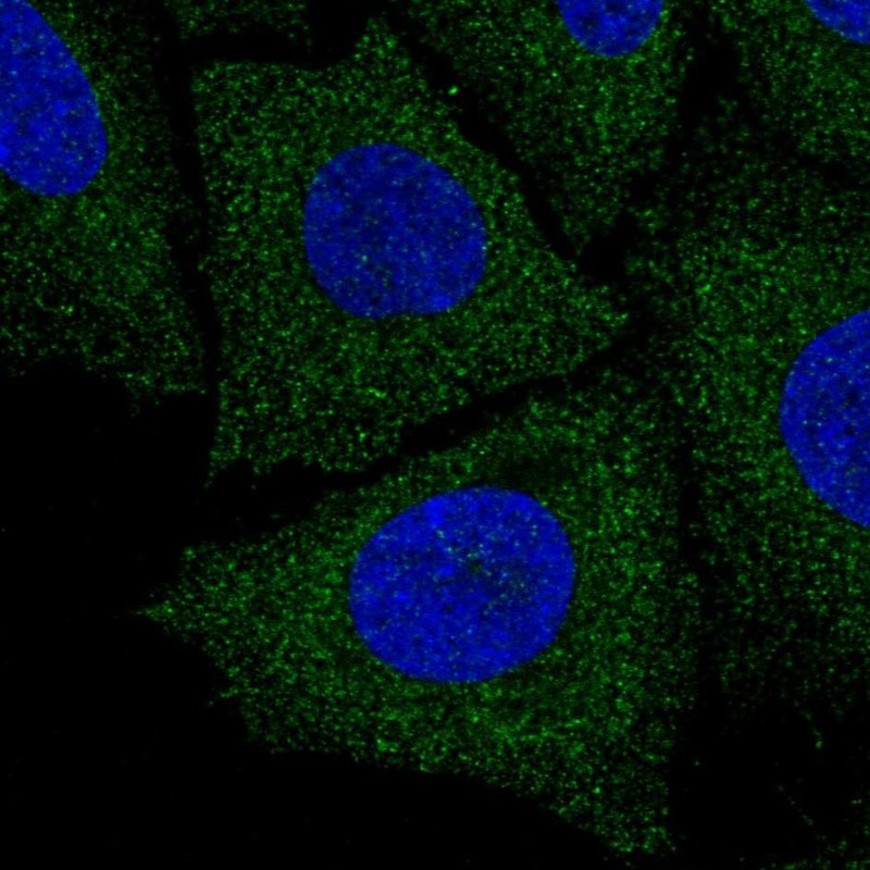 Anti-LIX1L Antibody