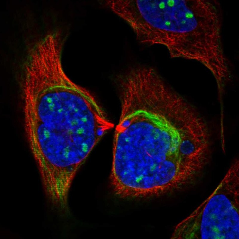 Anti-ZNF404 Antibody