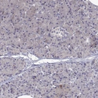 Immunohistochemical staining of human pancreas shows low expression as expected.