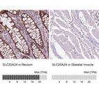 Anti-SLC25A24 Antibody