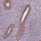 Anti-SLC25A24 Antibody