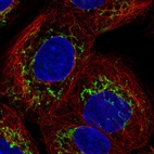 Immunofluorescent staining of human cell line A-431 shows localization to mitochondria.