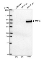 Anti-TAF15 Antibody