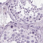 Immunohistochemical staining of human testis using Anti-POMC antibody HPA063644.