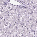 Immunohistochemical staining of human liver using Anti-POMC antibody HPA063644.