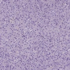 Immunohistochemical staining of human pancreas shows low expression as expected.