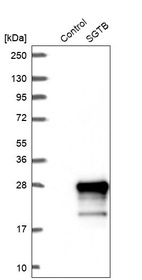Western blot analysis in control (vector only transfected HEK293T lysate) and SGTB over-expression lysate (Co-expressed with a C-terminal myc-DDK tag (~3.1 kDa) in mammalian HEK293T cells, LY412784).