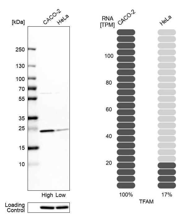 Anti-TFAM Antibody