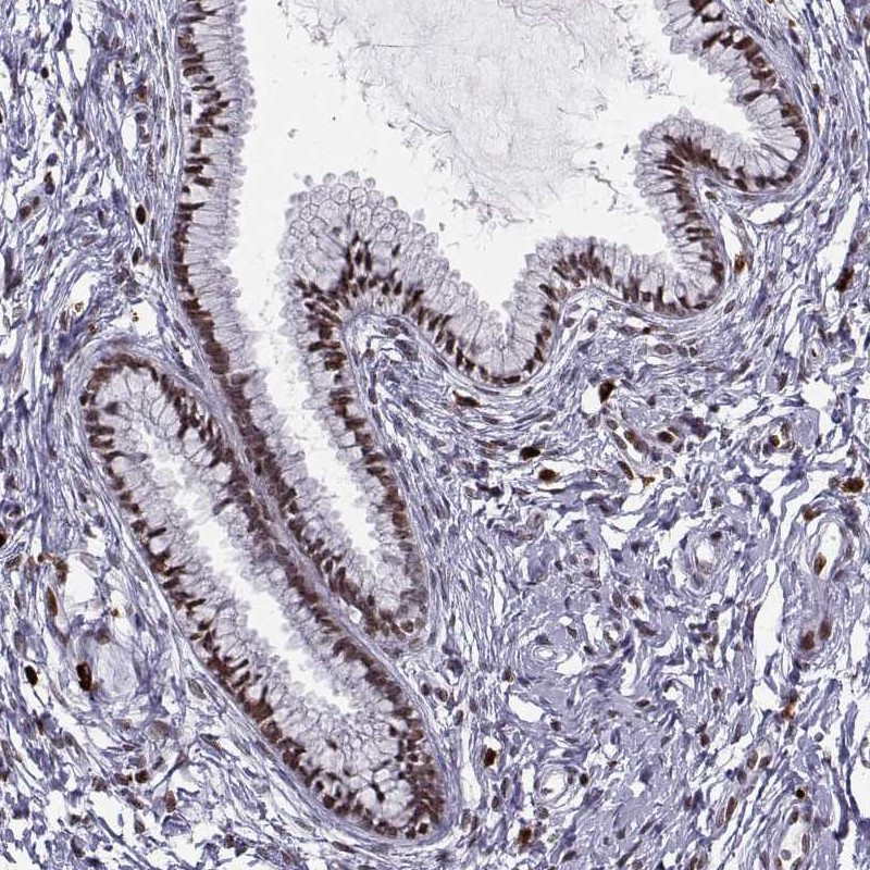 Anti-ZNF19 Antibody