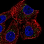 Immunofluorescent staining of human cell line MCF7 shows localization to mitochondria.