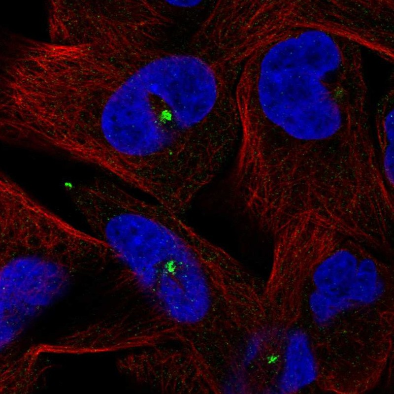 Anti-CETN3 Antibody