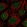 Anti-RGCC Antibody