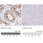 Anti-HDGFL1 Antibody