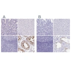 Immunohistochemical staining of human gastrointestinal, liver, lymphoid tissues and testis using Anti-HDGFL1 antibody HPA063707 (A) shows similar protein distribution across tissues to independent antibody HPA045679 (B).