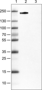 Lane 1: Marker [kDa]_br/_Lane 2: Human cell line RH-30_br/_Lane 3: Human cell line CACO-2
