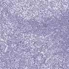 Immunohistochemical staining of human tonsil shows no positivity in non-germinal center cells as expected.