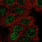 Immunofluorescent staining of human cell line MCF7 shows localization to nucleoplasm & nuclear membrane.