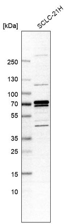 Western blot analysis in human cell line SCLC-21H.