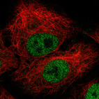Immunofluorescence staining in A549 cell line with Anti-ZEB1 monoclonal antibody, showing nuclear (without nucleoli) staining in green. Microtubule probes are visualized in red (where available).