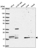 Anti-FAM96A Antibody