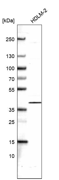 Anti-NFKBIB Antibody