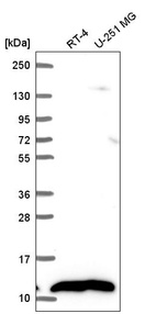 Anti-NDUFB1 Antibody