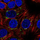 Immunofluorescent staining of human cell line MCF7 shows localization to the Golgi apparatus.