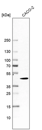 Western blot analysis in human cell line CACO-2.