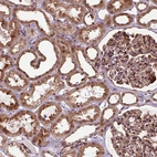 Immunohistochemical staining of human Kidney shows strong granular cytoplasmic positivity in cells in tubules and glomeruli.