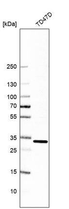Western blot analysis in human cell line TD47D.