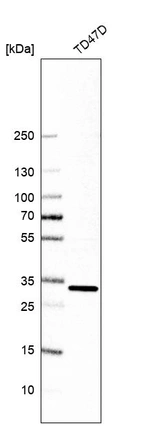 Western blot analysis in human cell line TD47D.