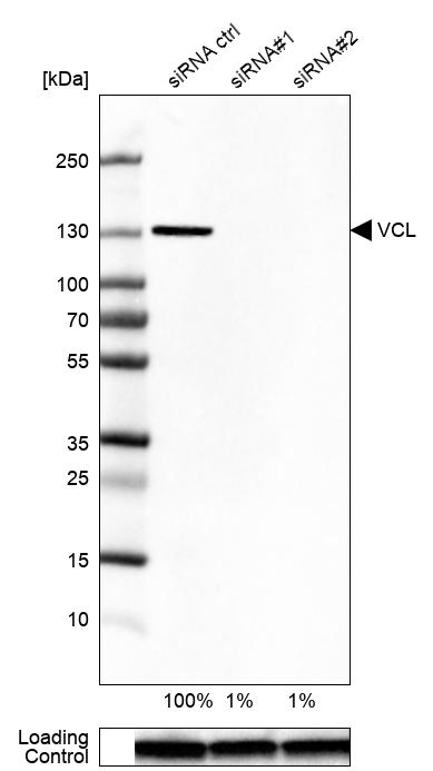 Anti-VCL Antibody