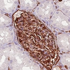 Immunohistochemical staining of human kidney shows strong immunoreactivity in renal glomeruli but not tubuli cells.