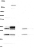 Anti-MEOX1 Antibody